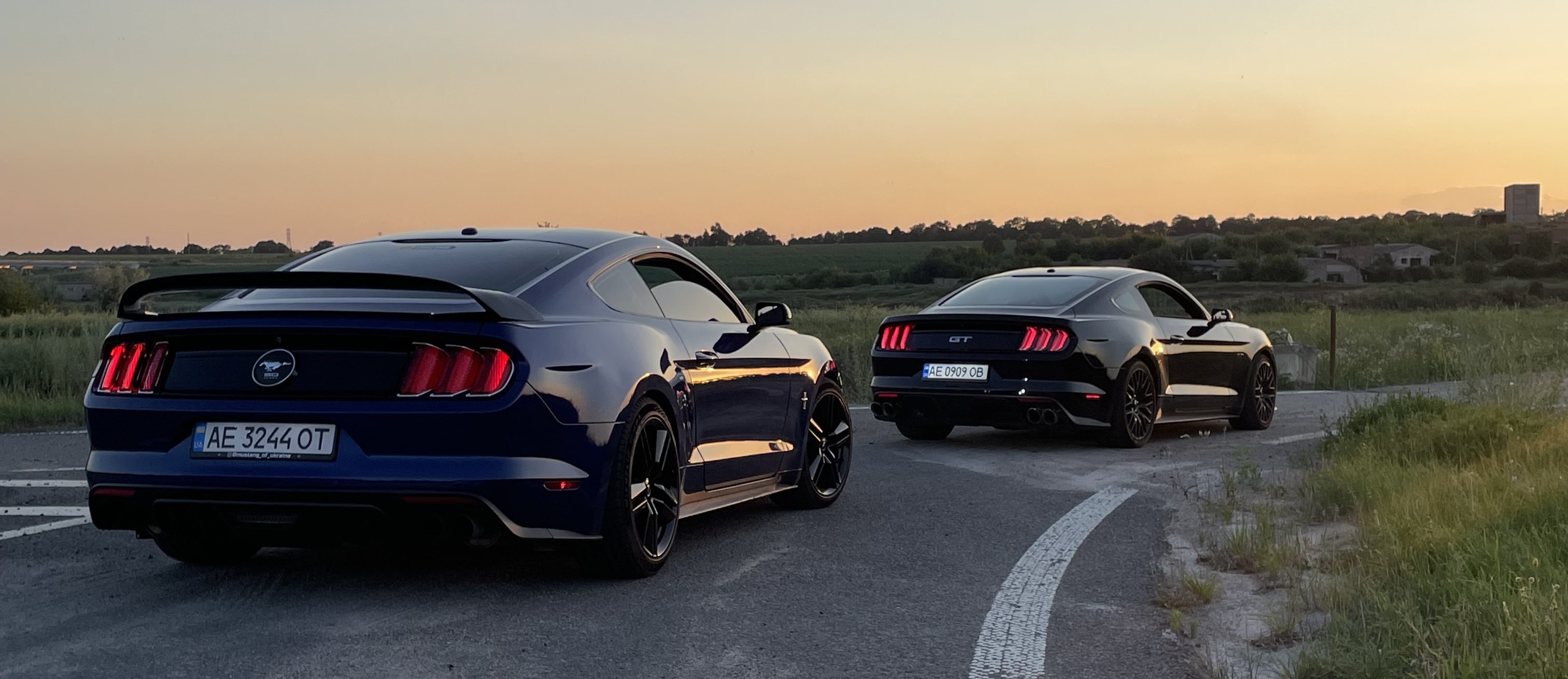 Two Mustangs