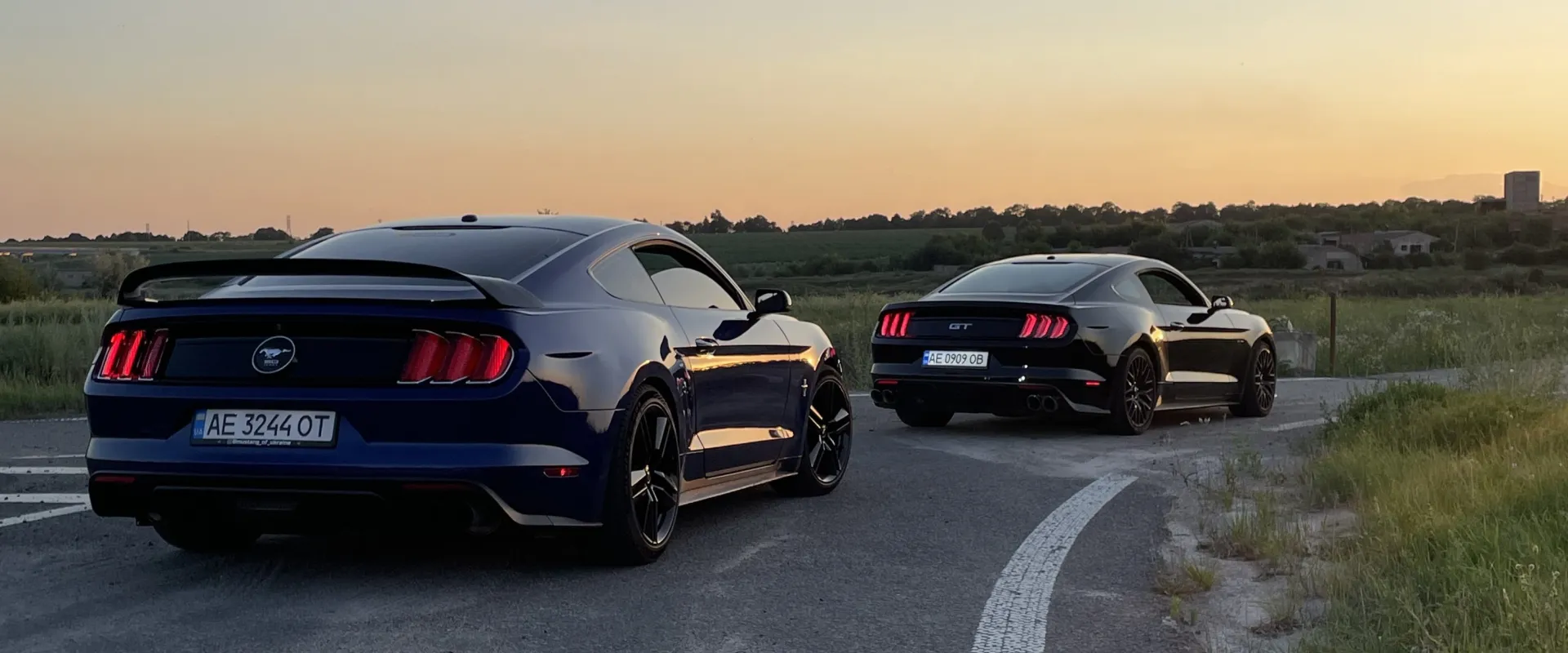 Two Mustangs
